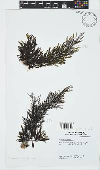 Sargassum elegans image