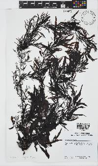 Sargassum elegans image
