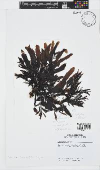 Sargassum incisifolium image