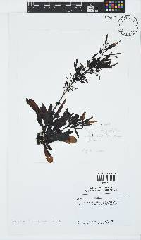 Sargassum incisifolium image