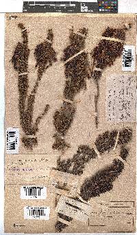 Erica coccinea image