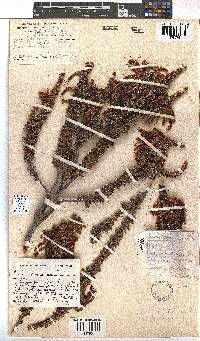 Erica coccinea image