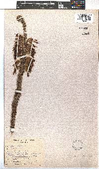 Erica coccinea image