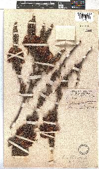 Erica coccinea image