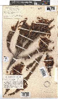 Erica coccinea image