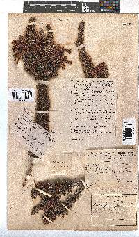 Erica coccinea image