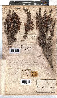 Erica coccinea image