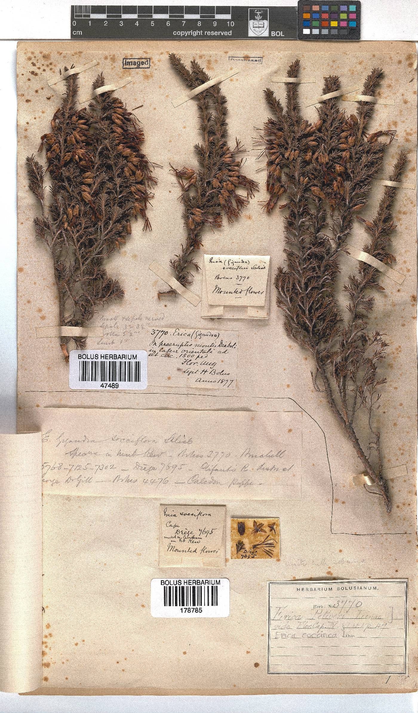 Erica coccinea image