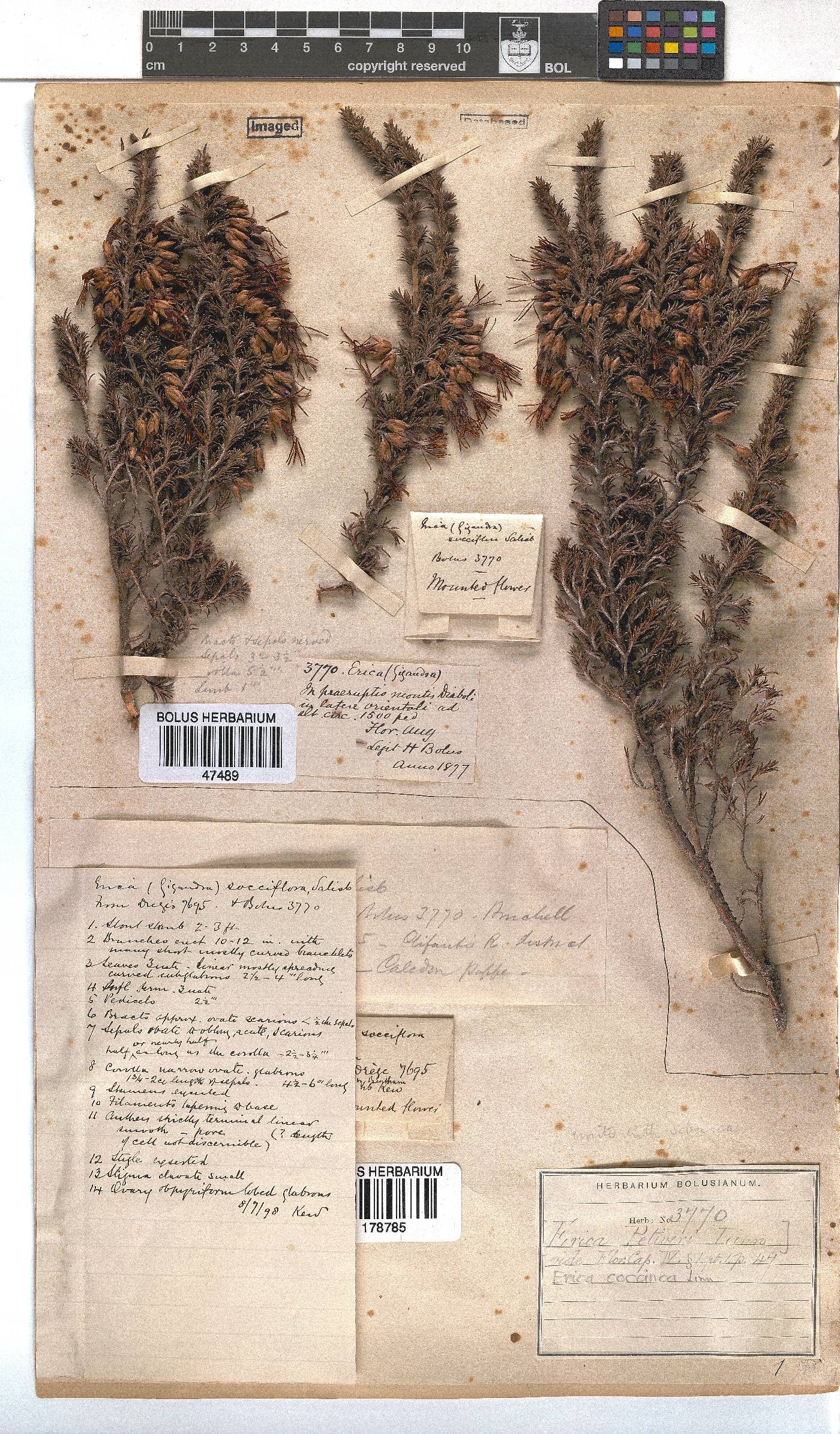 Erica coccinea image