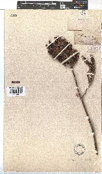 Erica coccinea image