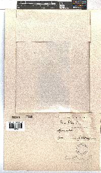 Erica coccinea image