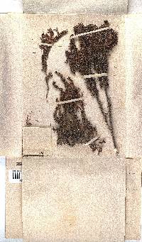 Erica coccinea image