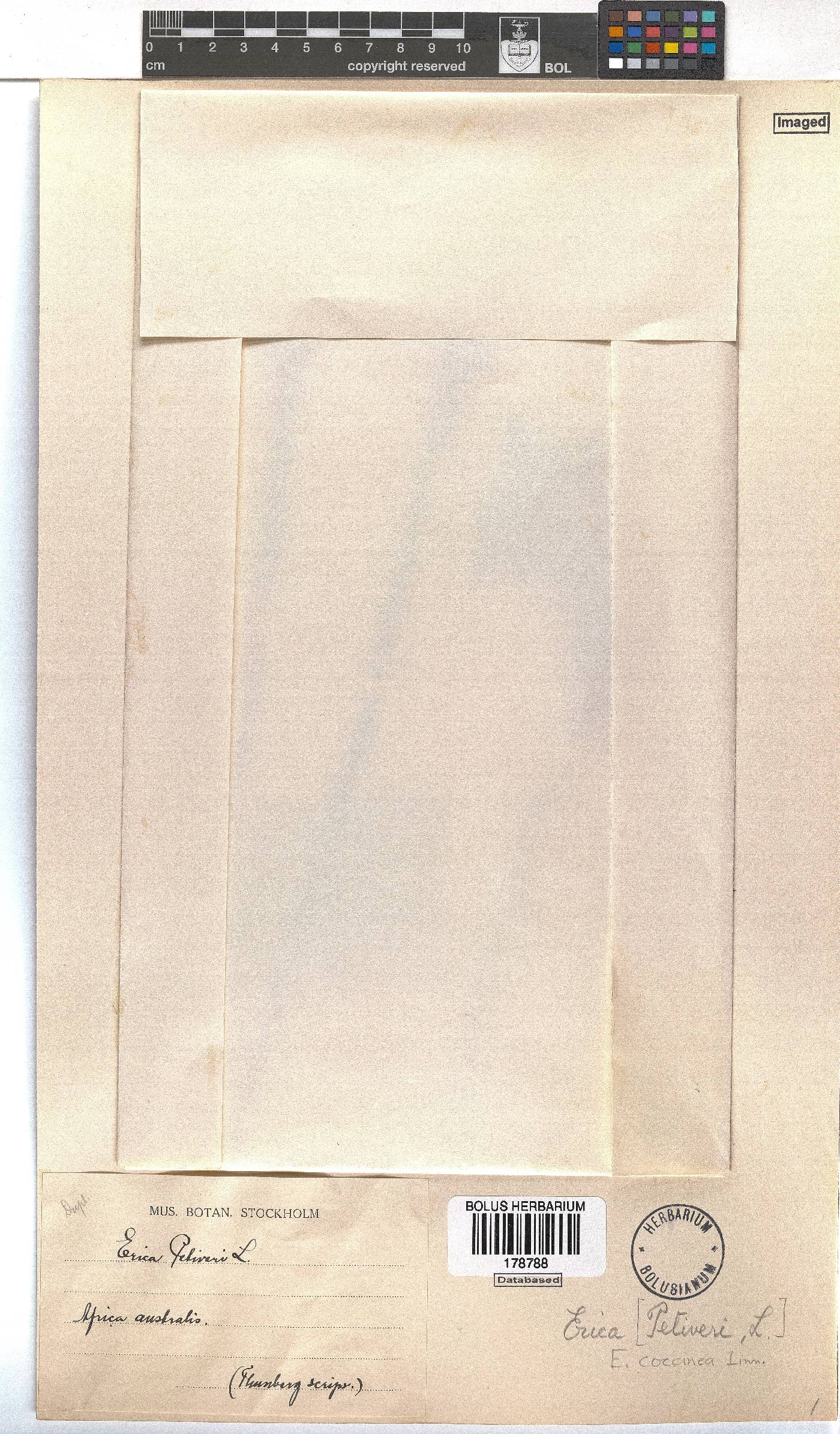 Erica coccinea image