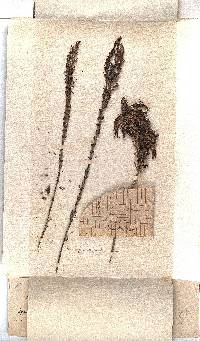 Erica coccinea image