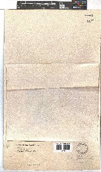 Erica coccinea image