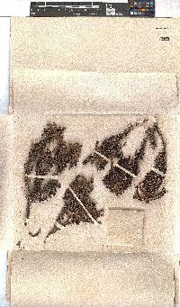 Erica coccinea image