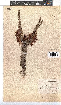 Erica coccinea image