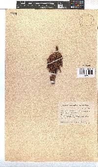 Erica coccinea image