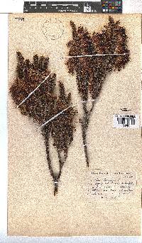 Erica coccinea image