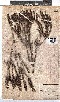 Erica coccinea image