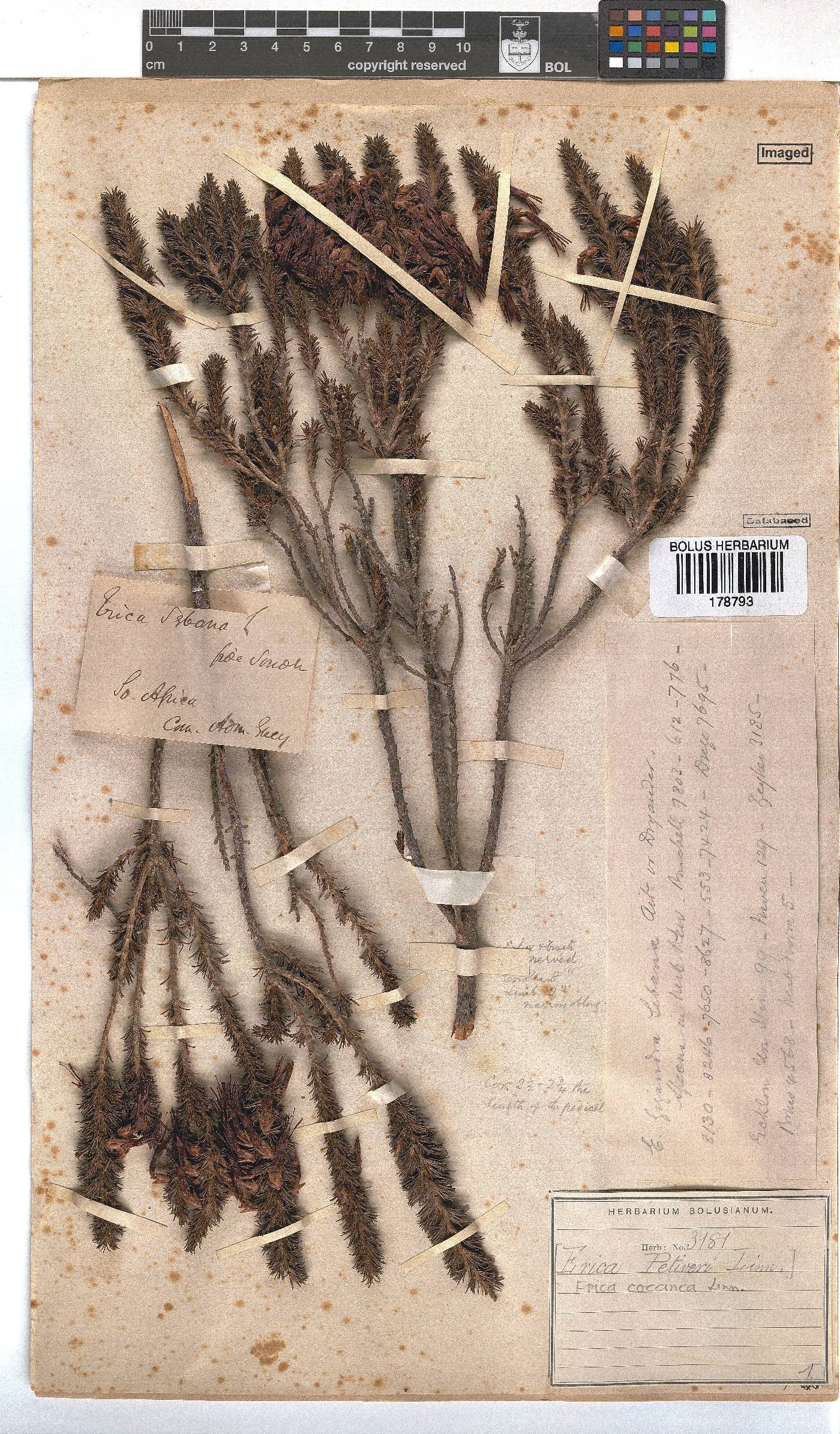 Erica coccinea image