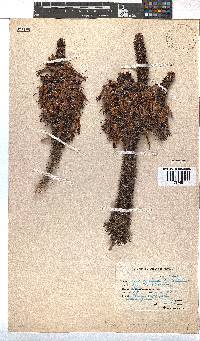 Erica coccinea image