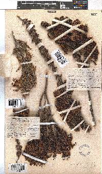 Erica coccinea image