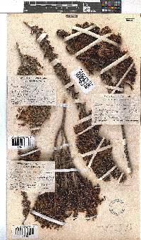 Erica coccinea image