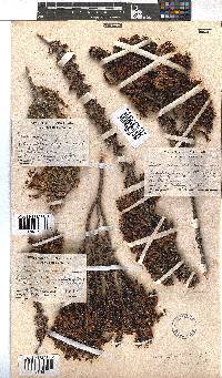 Erica coccinea image