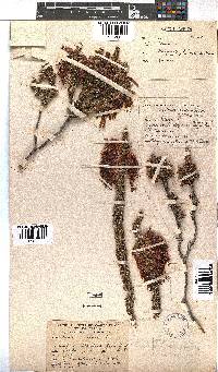 Erica coccinea image