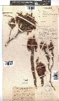 Erica coccinea image