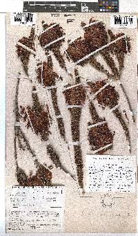 Erica coccinea image