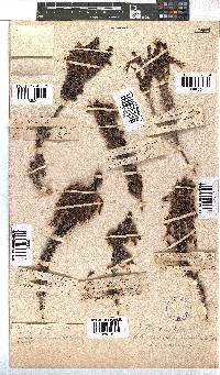 Erica coccinea image