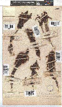 Erica coccinea image