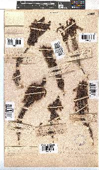 Erica coccinea image