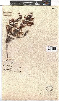 Erica coccinea image