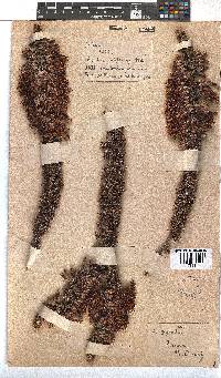 Erica coccinea image