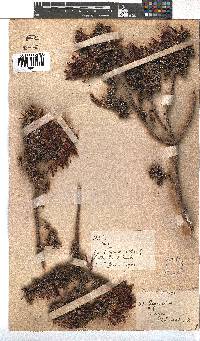 Erica coccinea image