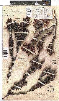 Erica coccinea image