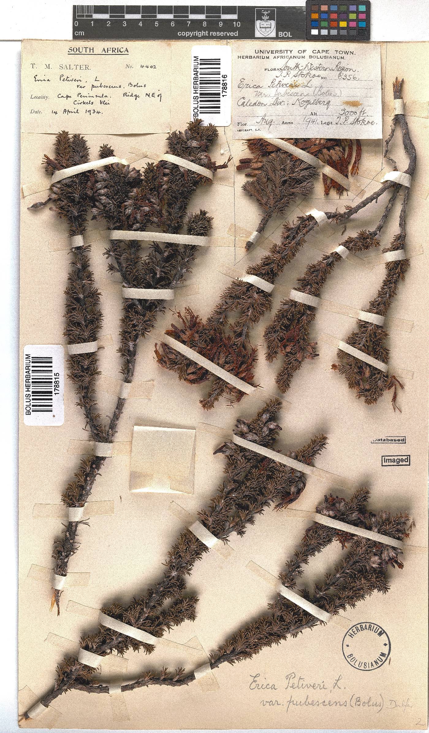 Erica coccinea subsp. coccinea image