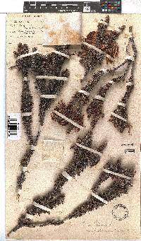 Erica coccinea image