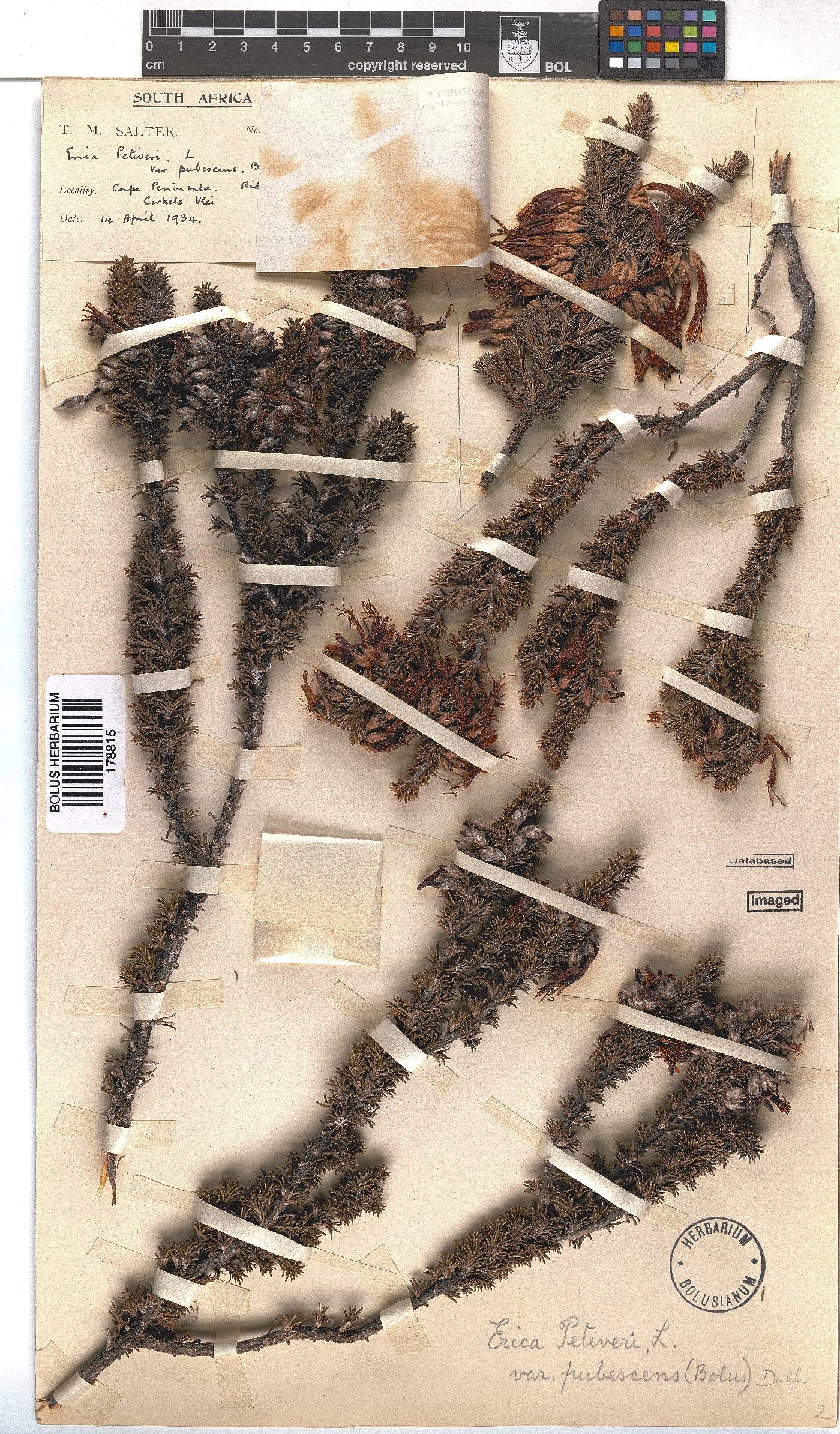 Erica coccinea subsp. coccinea image