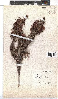 Erica coccinea image