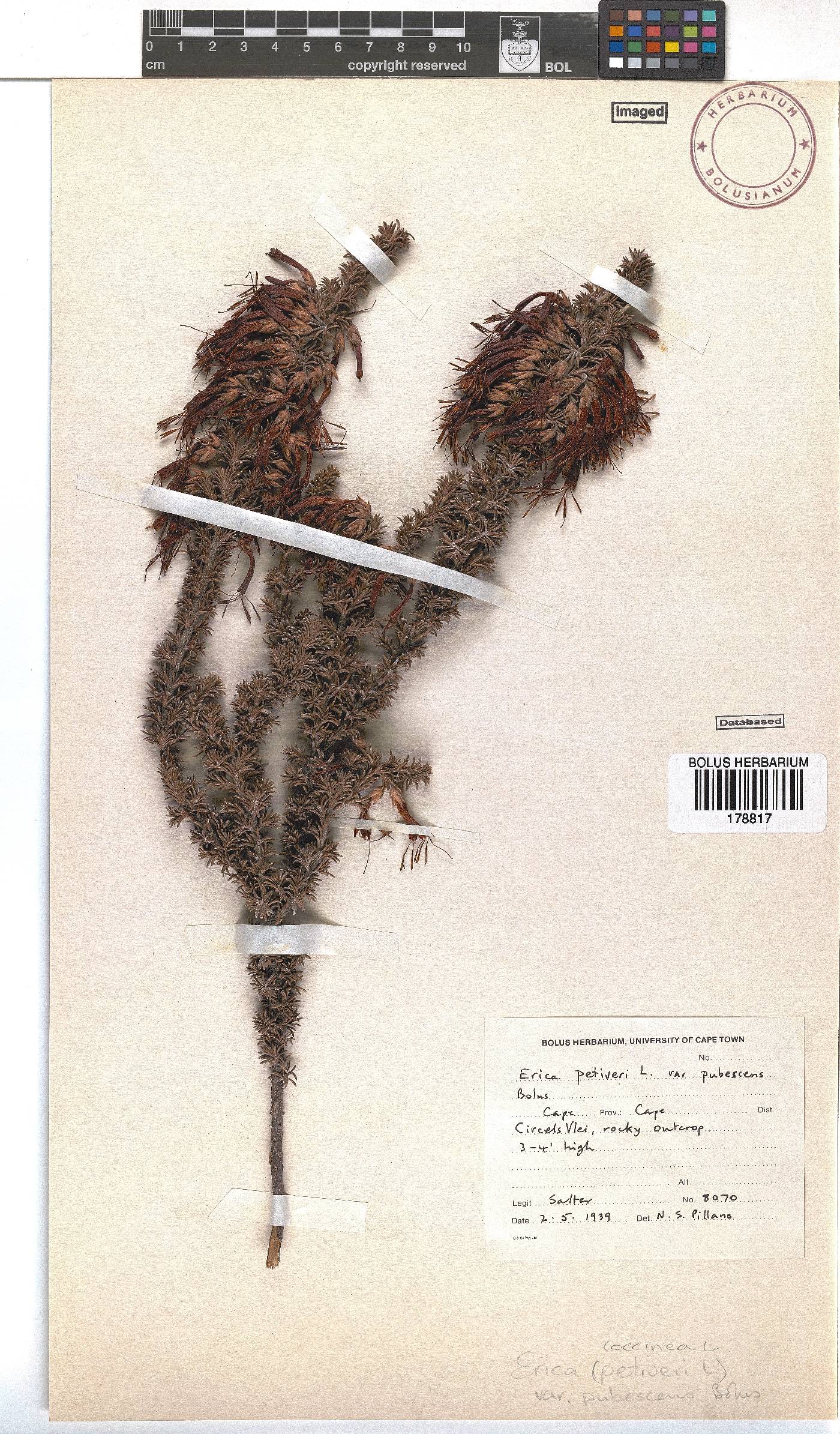 Erica coccinea subsp. coccinea image