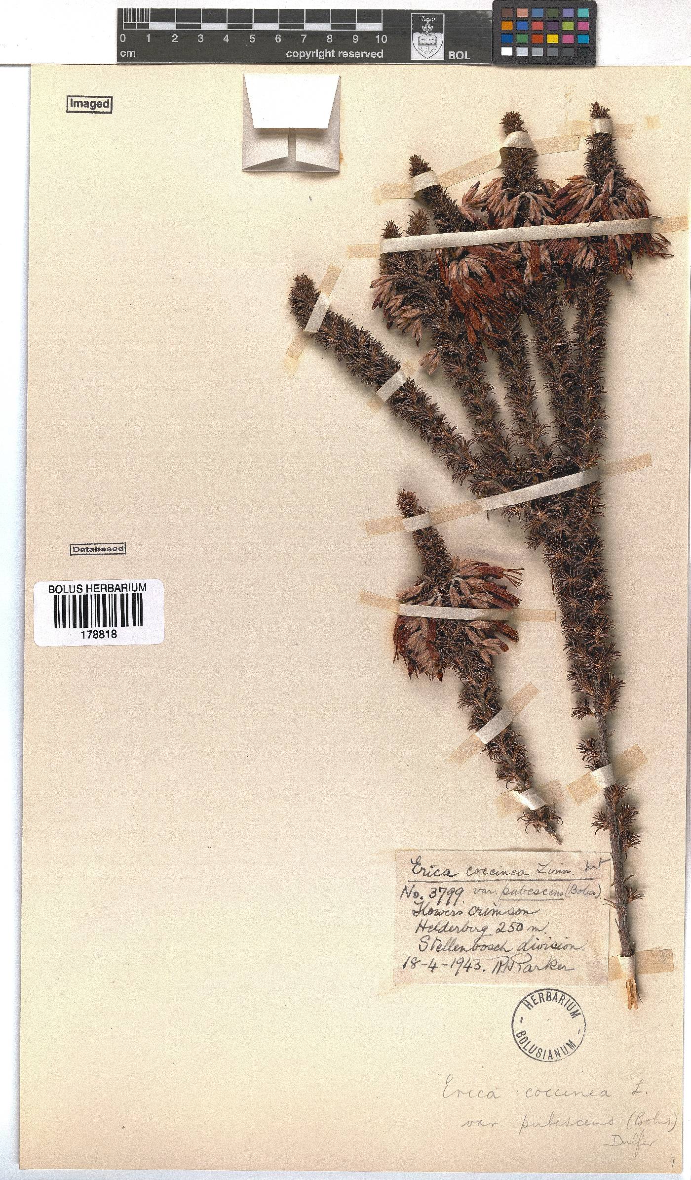 Erica coccinea subsp. coccinea image