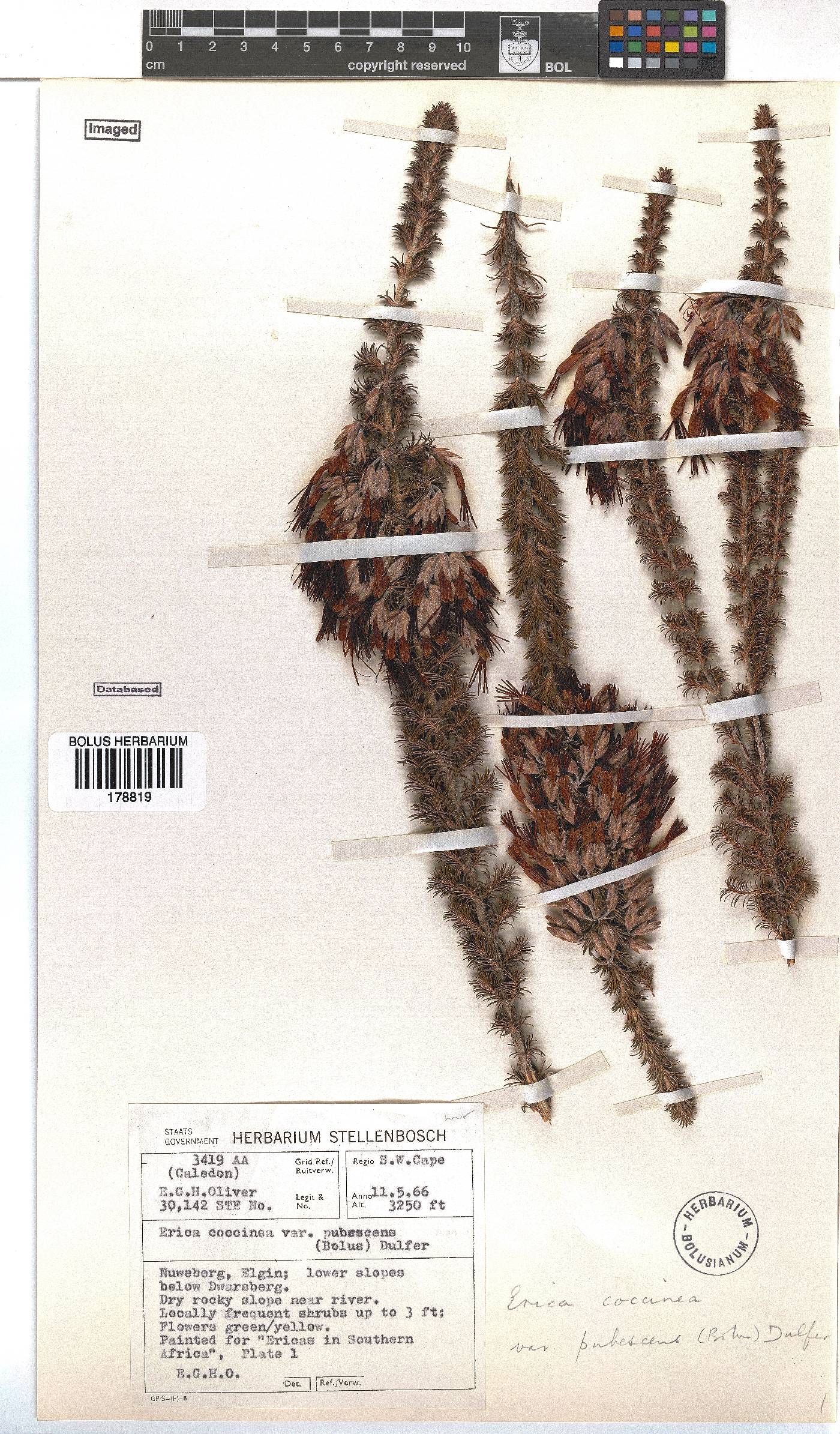 Erica coccinea subsp. coccinea image