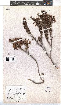 Erica coccinea image