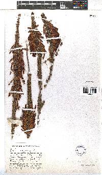 Erica coccinea image