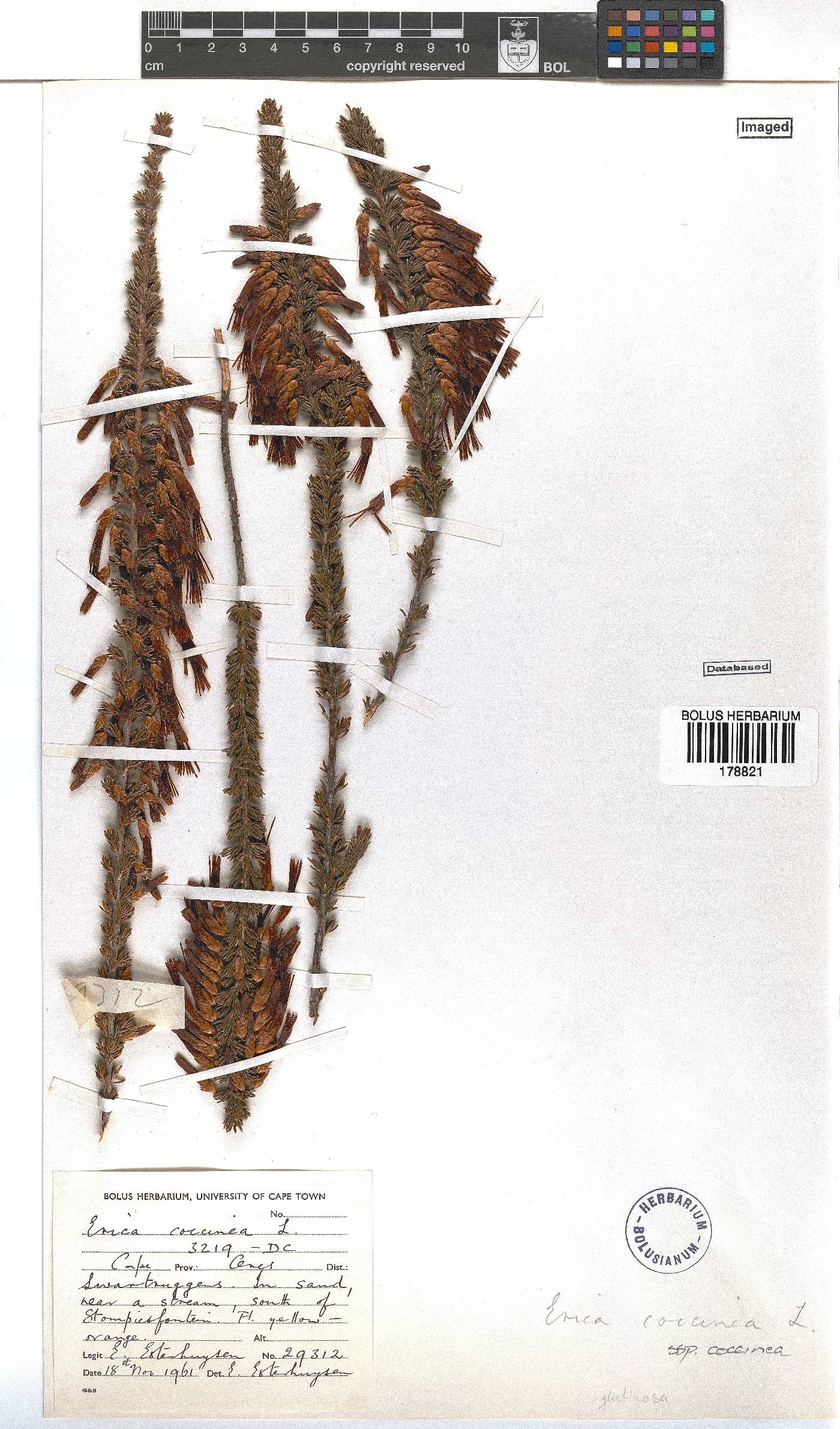 Erica coccinea subsp. coccinea image