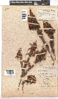 Erica coccinea image